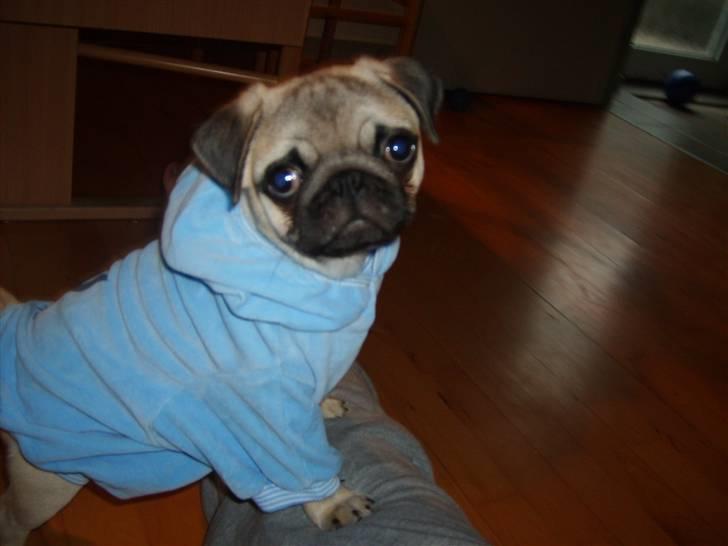 Mops Frede... - se min nye trøje.. flot model.. billede 13