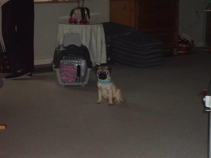 Mops Frede... - Er fin til fødselsdagen.. billede 14