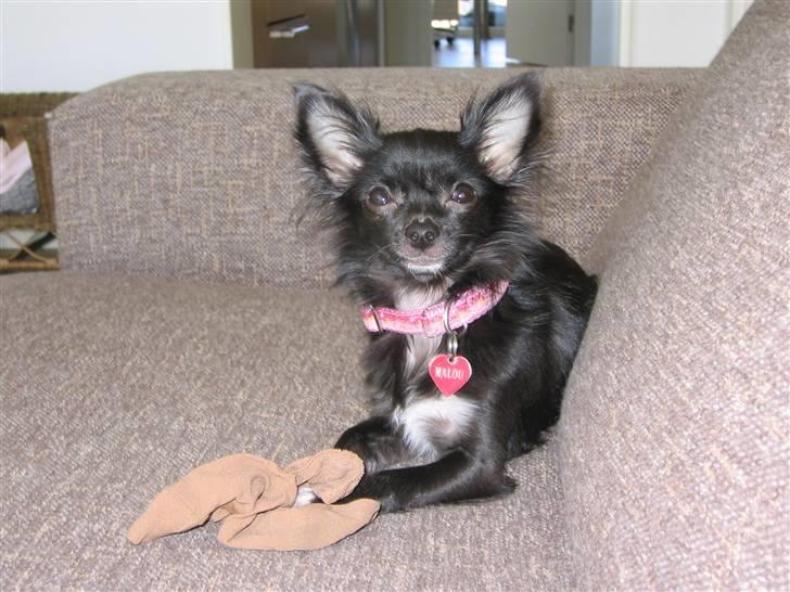 Chihuahua Malou billede 11