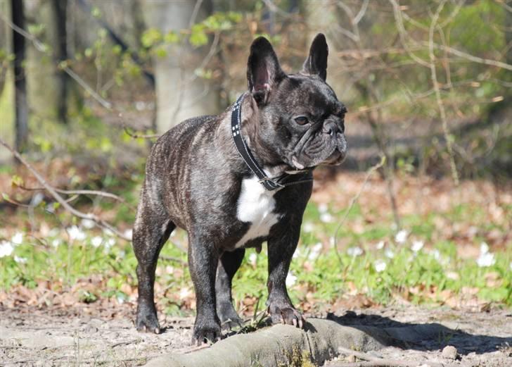 Fransk bulldog gizmo ( Død den 29/07-10) billede 20