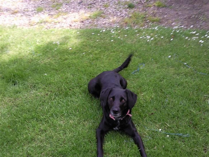 Blanding af racer Bella - Verdens smukkeste vovse. billede 7