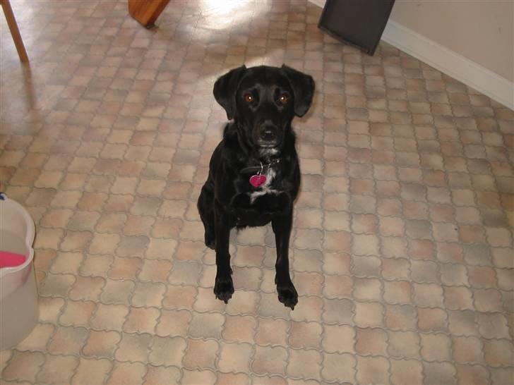 Blanding af racer Bella - Jubii, nu tager hun billeder af mig igen:D billede 9