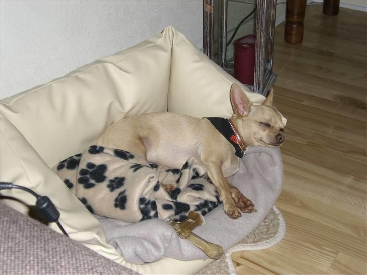 Chihuahua Mikkel Jensen - Nyder lige en lur i min hundekurv billede 10