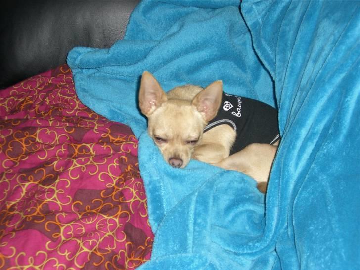 Chihuahua Mikkel Jensen - Sover igen,igen billede 11