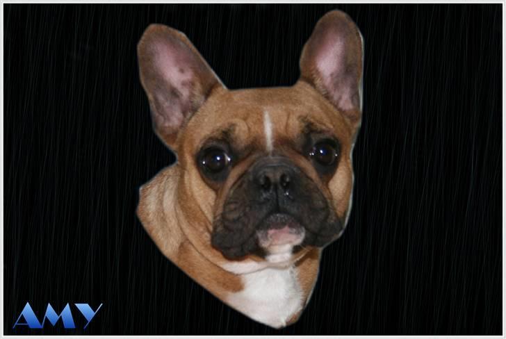 Fransk bulldog **Amy** - Velkommen til Amy´s profil .. :) Smid gerne en hilse..  billede 1