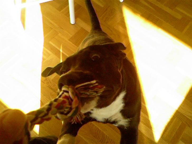 Blanding af racer King billede 3