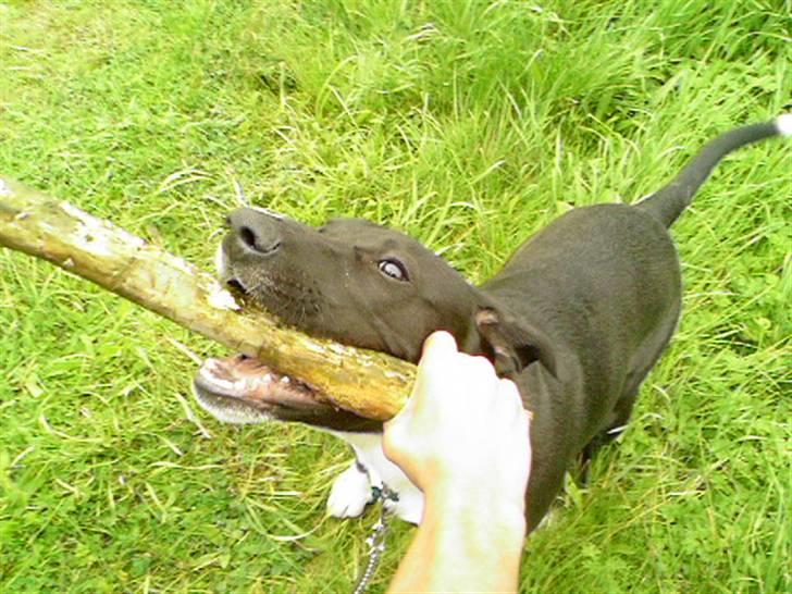 Blanding af racer King billede 4