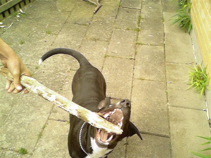 Blanding af racer King billede 5