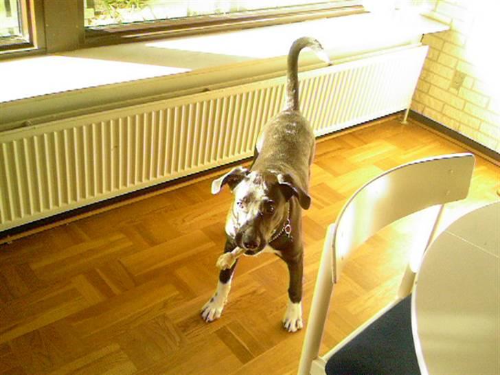 Blanding af racer King billede 6