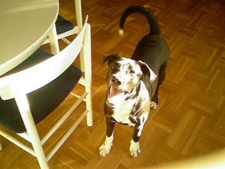 Blanding af racer King billede 7