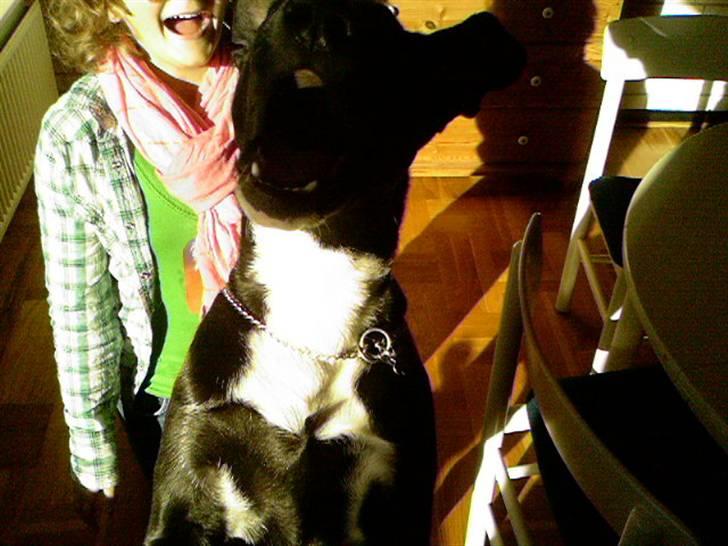 Blanding af racer King billede 8