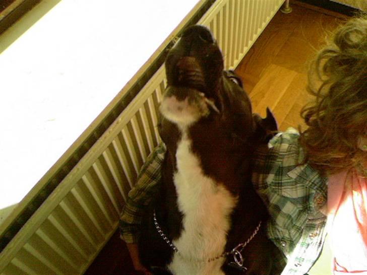 Blanding af racer King billede 9