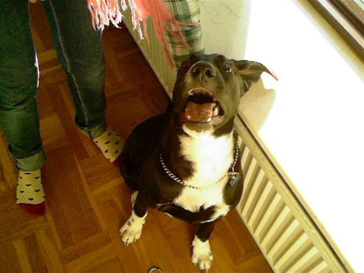 Blanding af racer King billede 10