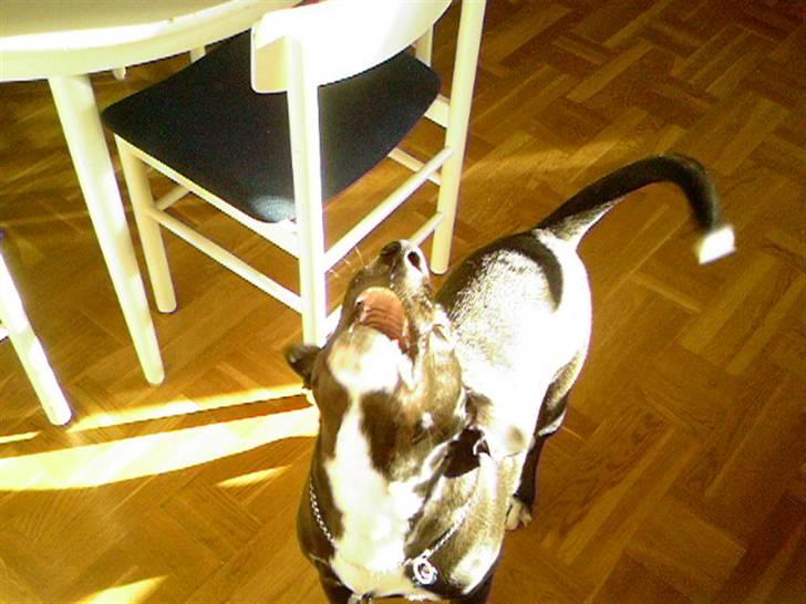 Blanding af racer King billede 11