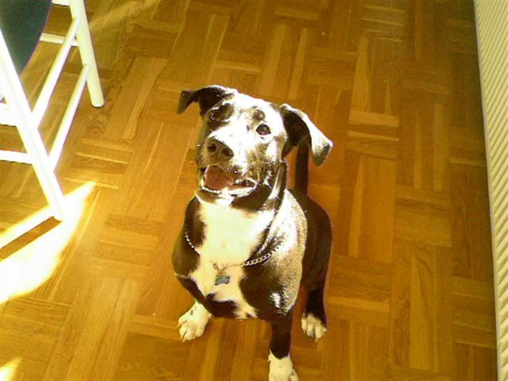 Blanding af racer King billede 12