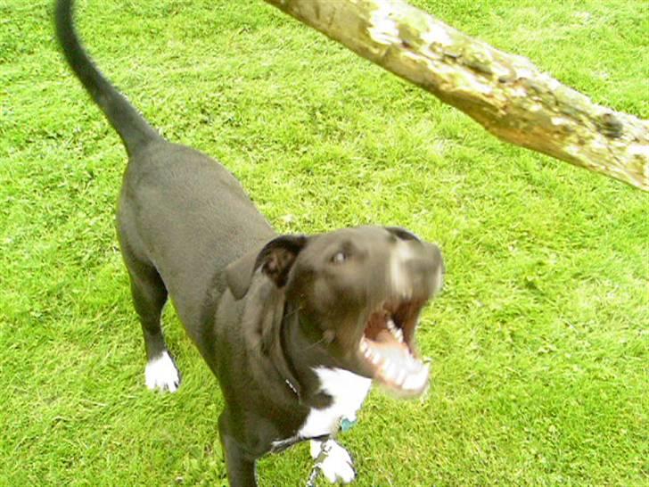 Blanding af racer King billede 13