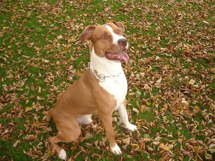 Blanding af racer Tyson - Sprængfyldt med energi... billede 10