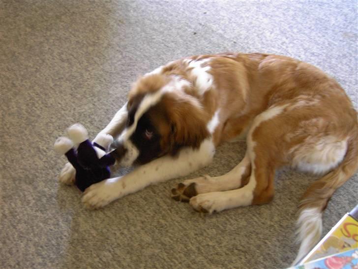 Sankt bernhardshund BULLER billede 5