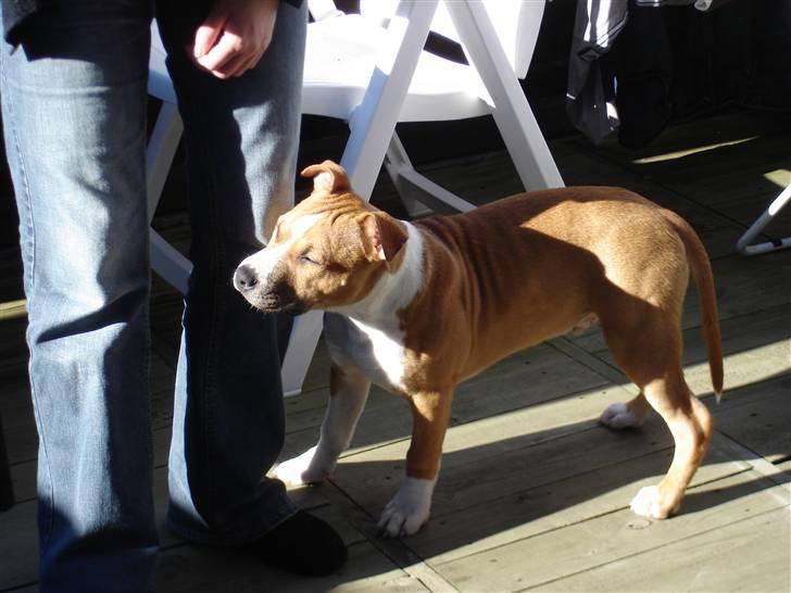 Amerikansk staffordshire terrier Oscar billede 12