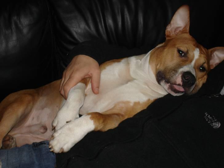 Amerikansk staffordshire terrier Oscar billede 13