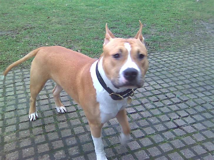 Amerikansk staffordshire terrier Oscar billede 14