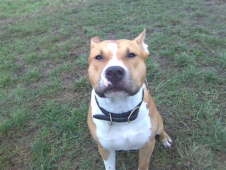 Amerikansk staffordshire terrier Oscar - Skynd dig nu at ta´ det billede far, det er jo hundekoldt ! billede 15