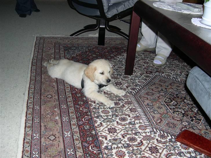 Golden retriever Kato billede 6