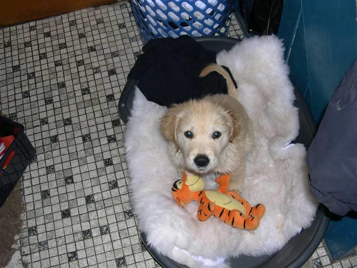 Golden retriever Kato - lig efter mit første bad jeg legede i have og lige pludselig have jeg noget på mig der lugter en hundlort så min ejer vaskede mig billede 7