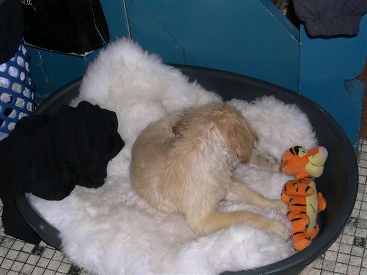 Golden retriever Kato - lig efter  mit første bad  billede 8