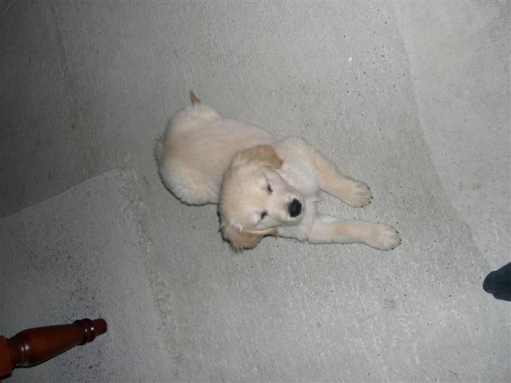 Golden retriever Kato billede 9