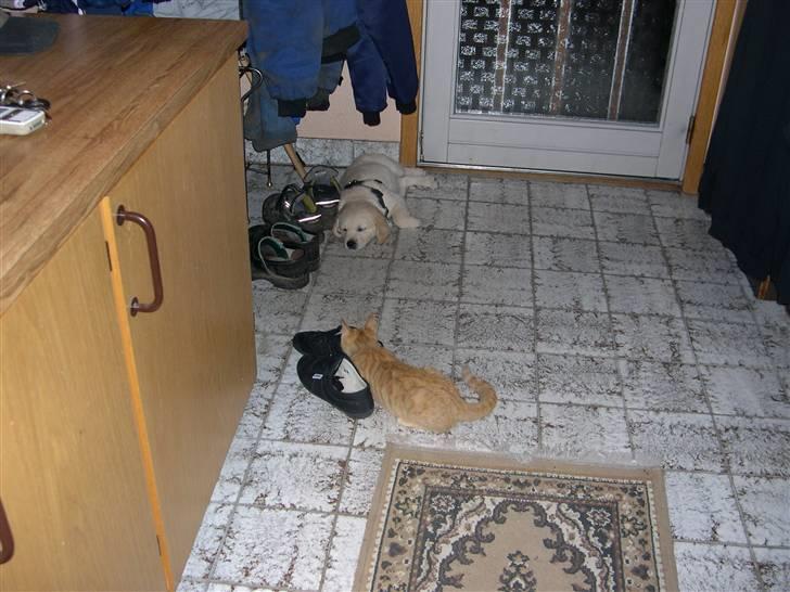 Golden retriever Kato billede 10