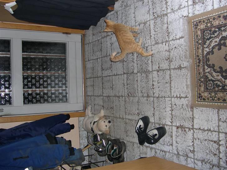 Golden retriever Kato billede 12