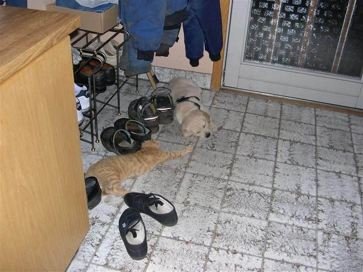 Golden retriever Kato billede 13