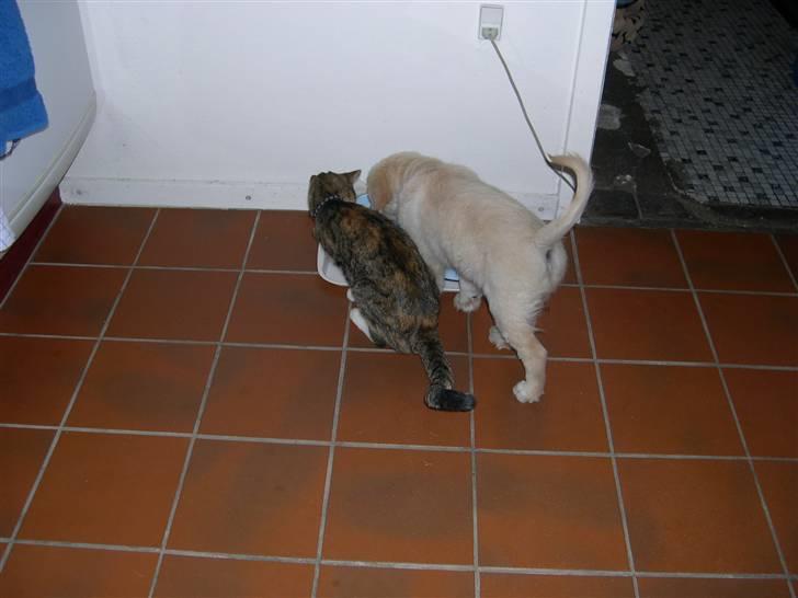 Golden retriever Kato billede 14