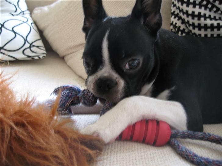 Boston terrier Emma Von H.M. billede 6