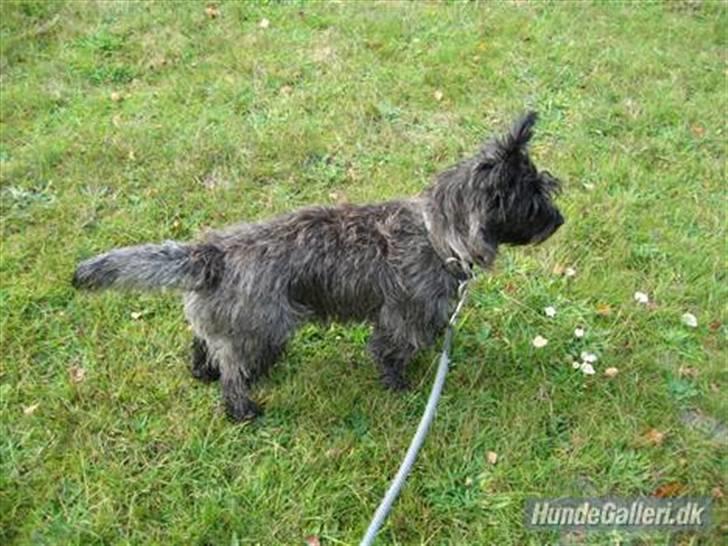 Cairn terrier Topper billede 6