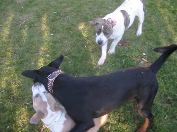 Amerikansk bulldog Samson - Babe, Gucci og Samson billede 1