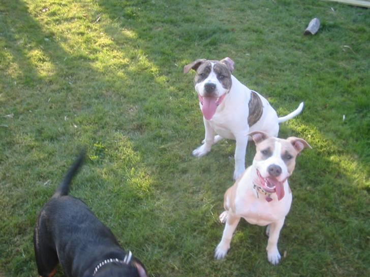 Amerikansk bulldog Samson - Her er han omringet af pigehunde. Føler sig vist rigtig sej;) billede 2