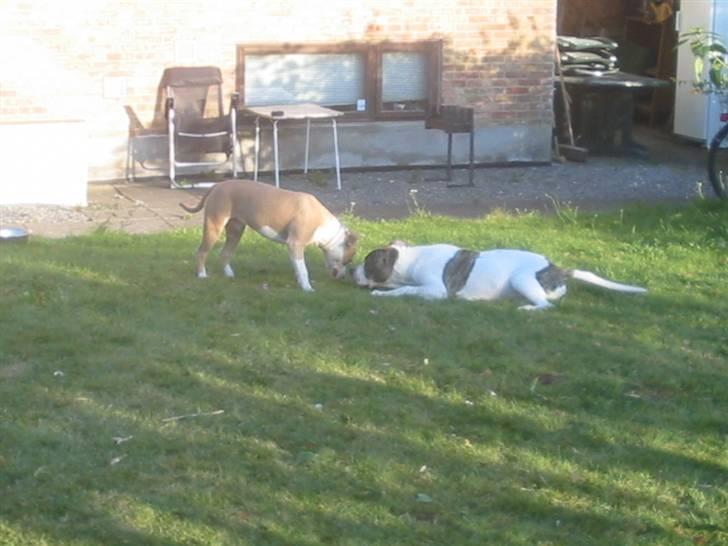 Amerikansk bulldog Samson - Puha... Tager mig lige en lille slapper.. billede 3