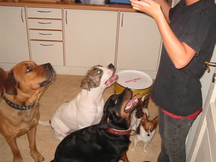 Amerikansk bulldog Samson - Uhm, må vi få noget af den leverpostejsmad?  billede 4