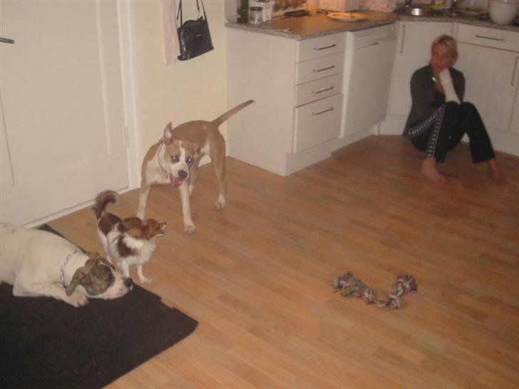 Amerikansk bulldog Samson - Sam er mega træt efter at ha leget en hel dag billede 5