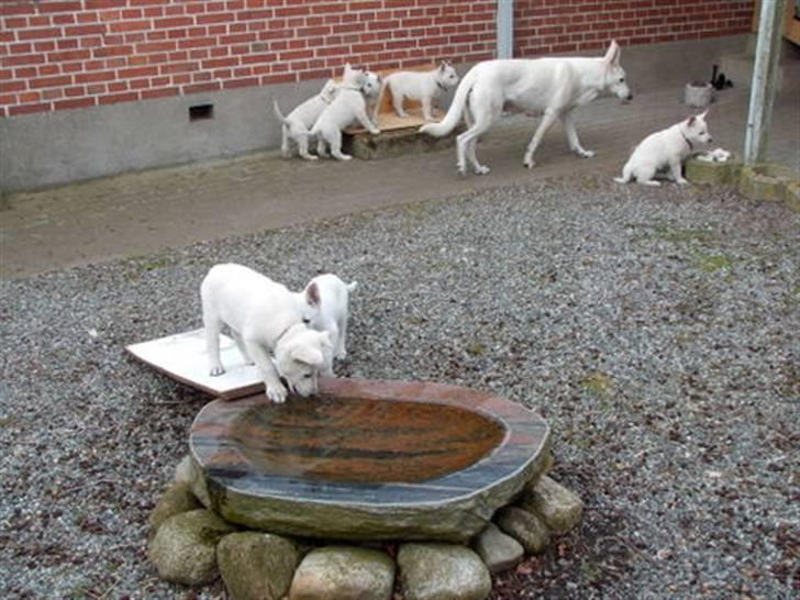 Hvid Schweizisk Hyrdehund Ny Hviddueholm's Enya - Prøv at se, der er en der ligner mig dernede! billede 1