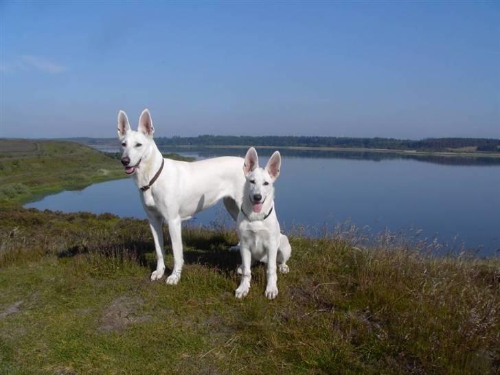 Hvid Schweizisk Hyrdehund Ny Hviddueholm's Enya - Er du snart færdig, så vi kan komme vidte billede 2