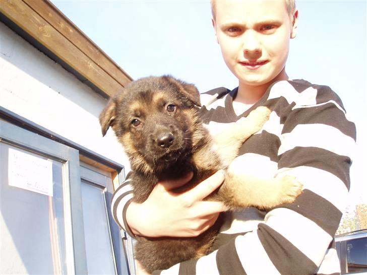 Schæferhund nemo - "når hvor var jeg sød da jeg kun var et par uger" :b billede 1