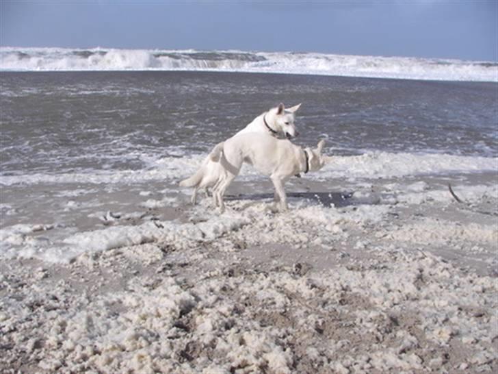 Hvid Schweizisk Hyrdehund Ny Hviddueholm's Enya - Når Vesterhaver og de Hvide viser tænder billede 3