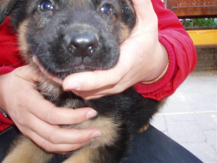 Schæferhund nemo - "så stor er min næse da ikk??" billede 2