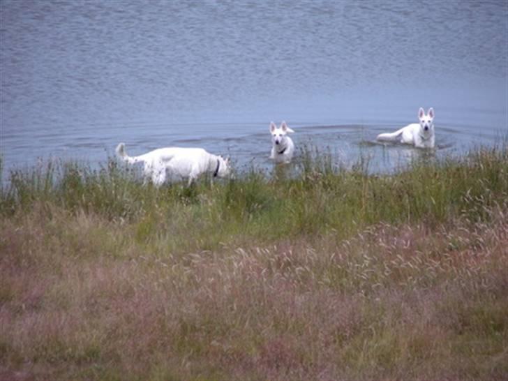 Hvid Schweizisk Hyrdehund Ny Hviddueholm's Enya - Kom nu, ikke stå og hænge, vandet er dejligt billede 4