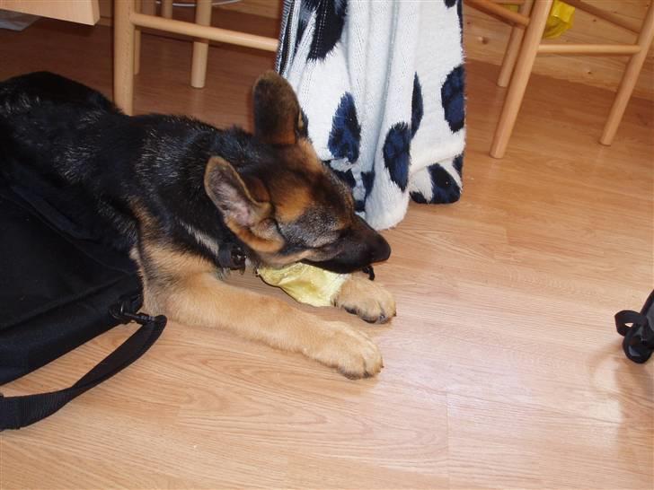 Schæferhund nemo - "mmm mums et griseøre" - i sommerhus:) billede 3