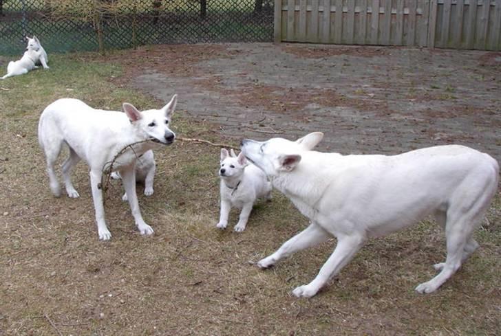 Hvid Schweizisk Hyrdehund Ny Hviddueholm's Enya - Små kvikke øjne billede 5
