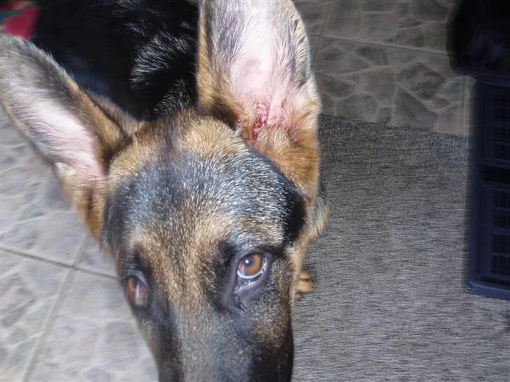 Schæferhund nemo - "se lige hvor store smukke øre jeg har!!" - lidt tæt på. :b billede 4